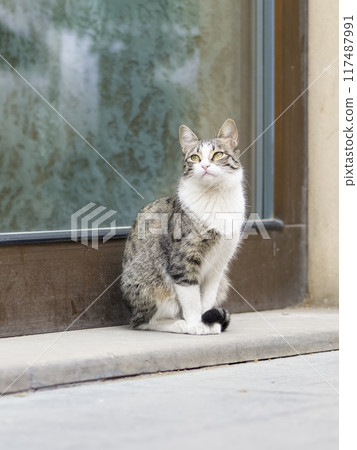 Cat in the street Cat in the street 117487991