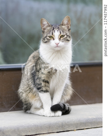 Cat in the street 117487992