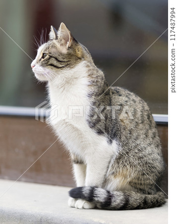 Cat in the street 117487994