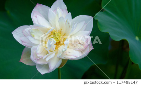 荷田裡盛開的大蓮花【布施町蓮田】 荷田裡盛開的大蓮花【布施町蓮田】 117488147