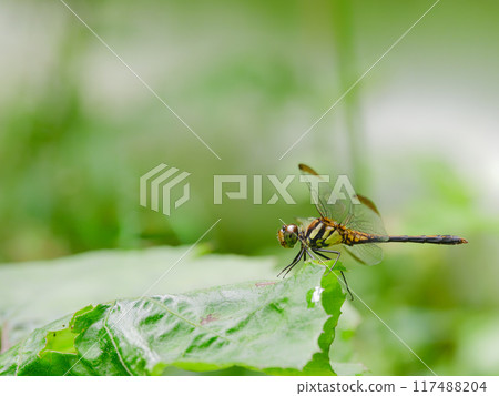[Iwate Prefecture, Iwate County / Shizukuishi Town] A dragonfly resting on a leaf 117488204