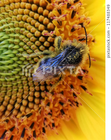 A bee collects pollen for honey on a yellow sunflower in a meadow. Endangered species of insects in macro photography 117488349