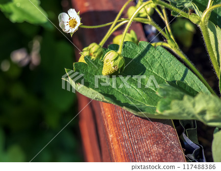 Strawberry blooms with white flowers on a sunny summer day. Pollinated by bees 117488386