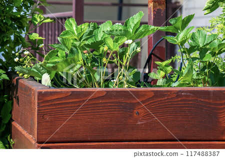 Strawberry blooms with white flowers on a sunny summer day. Pollinated by bees 117488387