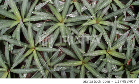 Texture of boat lily or Oyster Lily or Oyster Plant or Moses in the cradle ornamental plant. 117488407