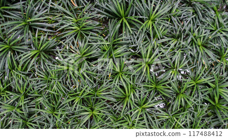 Texture of Dwarf Mondo Grass or Ophiopogon japonicus after watering, alternative grass plant that is slow growing and low maintenance. Texture of Dwarf Mondo Grass or Ophiopogon japonicus after watering, alternative grass plant that is slow growing and low maintenance. 117488412