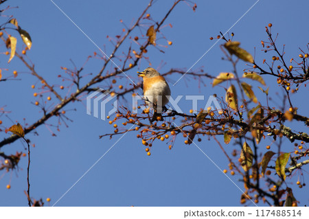 Atri eat Zumi noodles 117488514