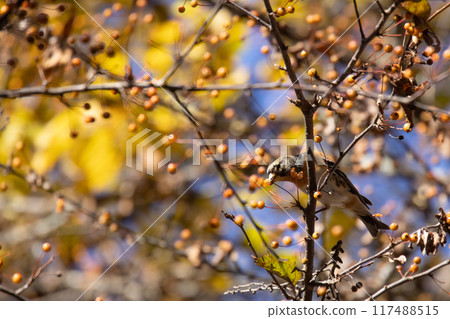 Atri eat Zumi noodles 117488515