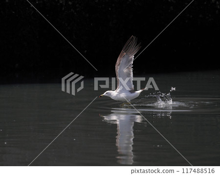 A flying cat 117488516