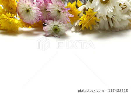 白色背景上的菊花花束 白色背景上的菊花花束 117488518