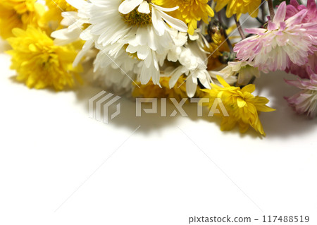 白色背景上的菊花花束 白色背景上的菊花花束 117488519