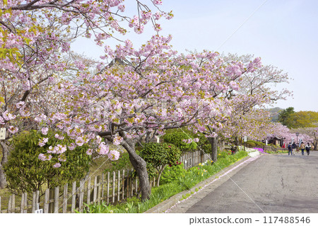 在Matsumae城堡的櫻花 117488546
