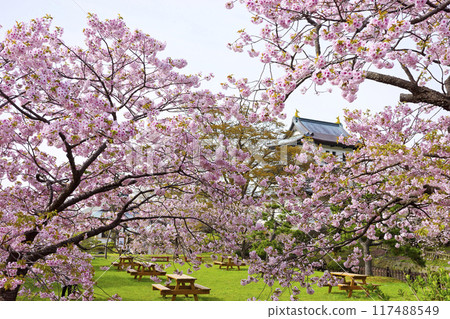 Cherry blossoms at Matsumae castle 117488549