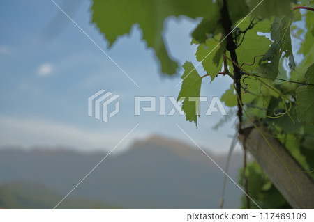 南阿爾卑斯山北斗市白州鎮 凱駒岳 葡萄架外的黎明 南阿爾卑斯山北斗市白州鎮 凱駒岳 葡萄架外的黎明 117489109