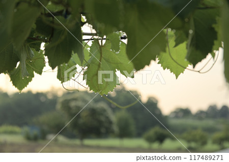 北斗市白州町甲州葡萄葉尖的水滴 北斗市白州町甲州葡萄葉尖的水滴 117489271