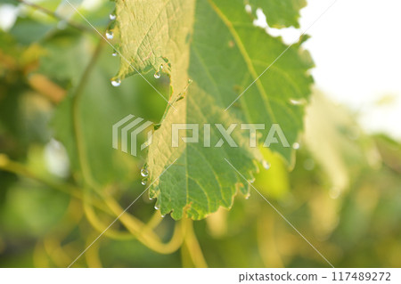北斗市白州町甲州葡萄葉尖的水滴 117489272