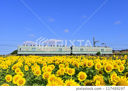 Choshi Electric Railway 22000 series train running through a sunflower field under a blue sky 117489297