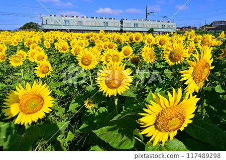 Choshi Electric Railway 22000 series train passing through a sunflower field 117489298