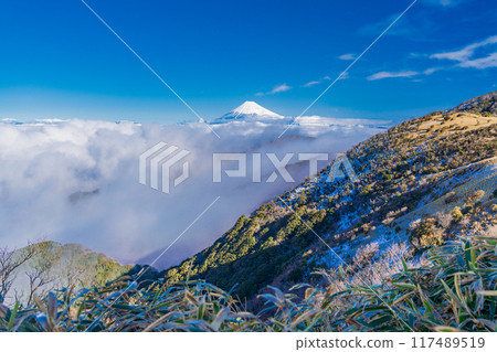 [Shizuoka Prefecture] Mount Fuji seen across the vast sea of clouds at Suruga Bay from the snow-covered Darumayama Plateau 117489519