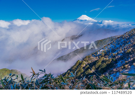 [Shizuoka Prefecture] Mount Fuji seen across the vast sea of clouds at Suruga Bay from the snow-covered Darumayama Plateau 117489520