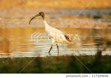 Australian White Ibis Australian White Ibis 117489696