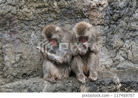 Japanese macaques grooming themselves Japanese macaques grooming themselves 117489707