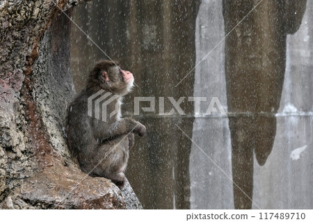 Japanese macaques sitting and waiting for the rain to stop Japanese macaques sitting and waiting for the rain to stop 117489710