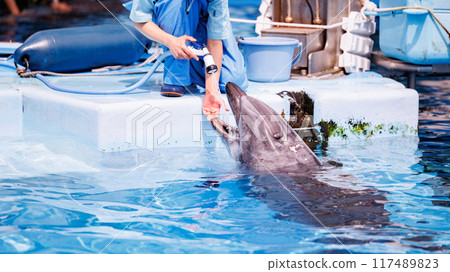 Dolphin and trainer interaction 117489823