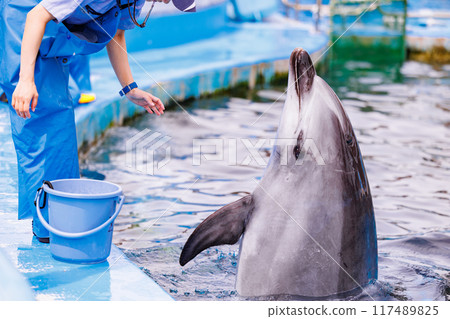 Training and feeding the dolphins 117489825