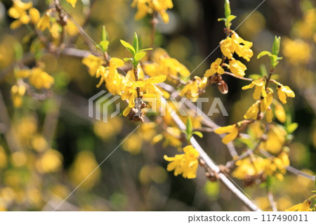 Forsythia flower Forsythia flower 117490011