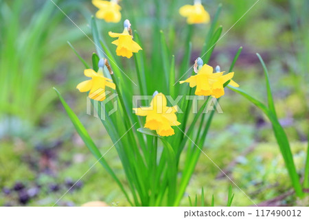 Small daffodil flower Tita Tita Small daffodil flower Tita Tita 117490012