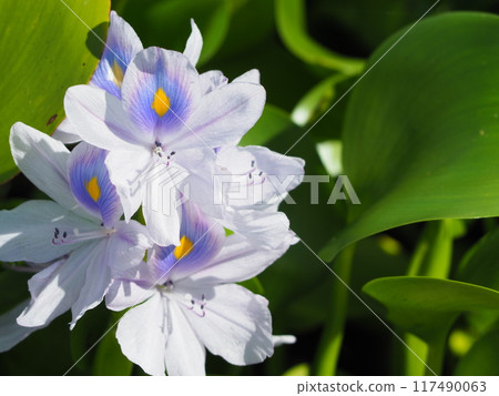 Water hyacinth 117490063