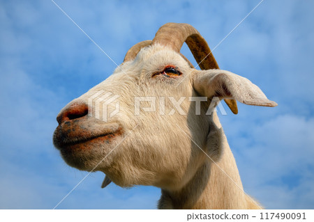 Goat portrait close-up on Blue Sky Background Goat portrait close-up on Blue Sky Background 117490091