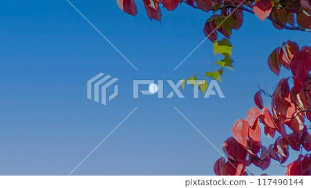 秋收月 中午有一個滿月。 117490144