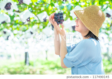 A woman picking grapes A woman picking fruit 117490145