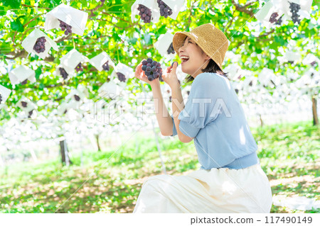 A woman picking grapes A woman picking fruit 117490149