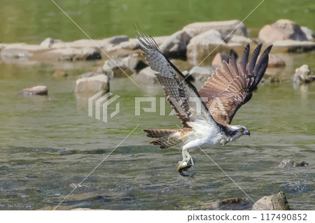 Osprey, the Flying Fisherman Osprey, the Flying Fisherman 117490852