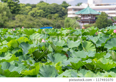 Tokyo: Shinobazu Pond and Ueno Park in summer Tokyo: Shinobazu Pond and Ueno Park in summer 117491070