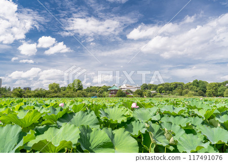 [東京]夏季不忍池/上野公園 117491076