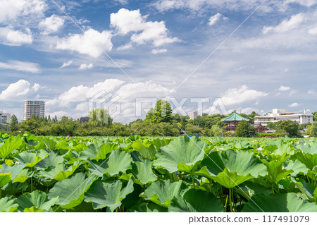 Tokyo: Shinobazu Pond and Ueno Park in summer 117491079