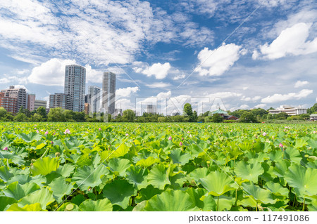 Tokyo: Shinobazu Pond and Ueno Park in summer Tokyo: Shinobazu Pond and Ueno Park in summer 117491086
