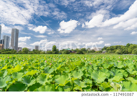 [東京]夏季不忍池/上野公園 117491087