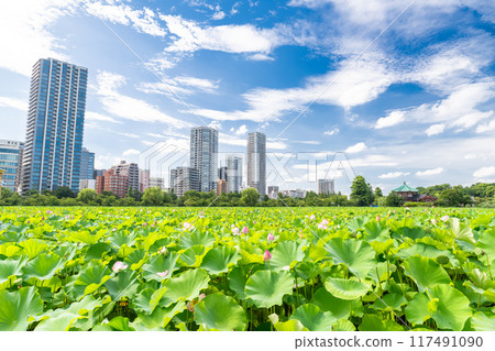 [東京]夏季不忍池/上野公園 117491090
