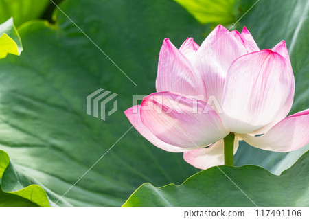 Tokyo: Shinobazu Pond and Ueno Park in summer 117491106