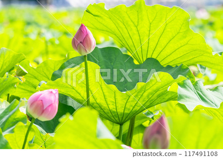 [東京]夏季不忍池/上野公園 117491108