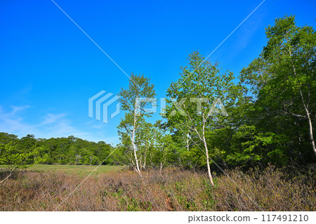 Hotaka, Tashiro Marsh, Early Summer Scenery, Gunma Prefecture 117491210