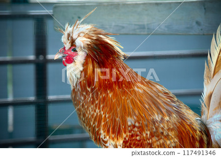 brown cock in coop special farm animal chicken hen brown cock in coop special farm animal chicken hen 117491346