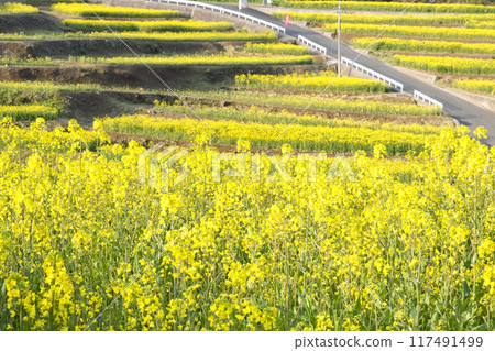 Rape flower field in full bloom 117491499