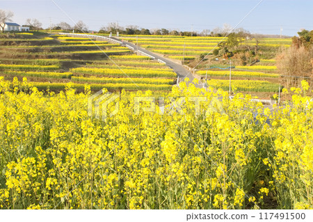 Landscape with rape field 117491500