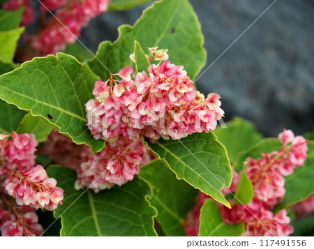 Mount Fuji, Fujinomiya Route, Red-flowered Japanese Knotweed Mount Fuji, Fujinomiya Route, Red-flowered Japanese Knotweed 117491556
